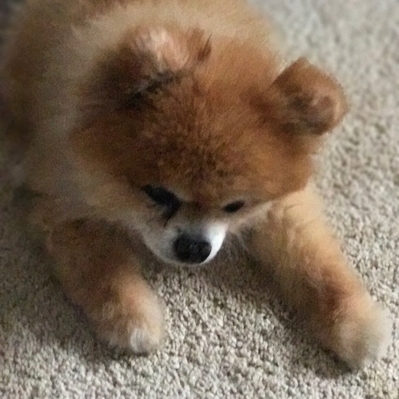 Meet your Posher, Barbie - Picture 2 of 5